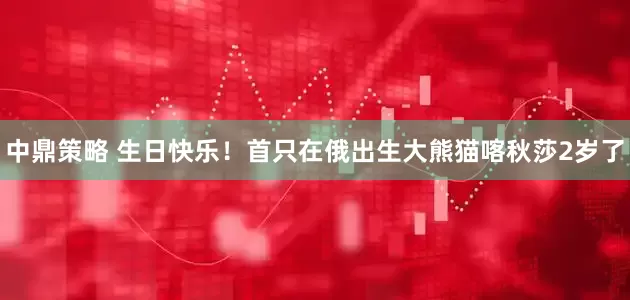中鼎策略 生日快乐！首只在俄出生大熊猫喀秋莎2岁了